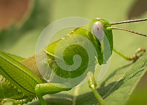 Belalang  sedang makan di atas daun photo