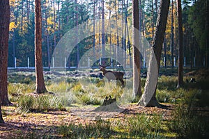 Belarus, Belovezhskaya Pushcha, October 25, 2015: Deer in the forest of Belovezhskaya Pushcha