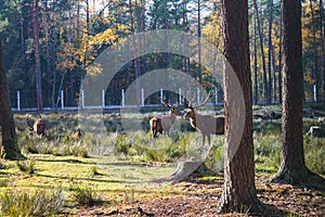 Belarus, Belovezhskaya Pushcha, October 25, 2015: Deer in the forest of Belovezhskaya Pushcha