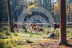 Belarus, Belovezhskaya Pushcha, October 25, 2015: Deer in the forest of Belovezhskaya Pushcha