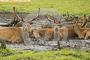 Belarus - Brest - Close-up view of the herd of red deer cervus elaphus lie resting in spring Bialowieza Forest national park