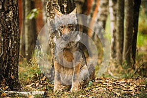 Belarus. Cub Wolf, Canis Lupus, Gray Wolf, Grey Wolf Sitting Outdoors In Autumn Day. Puppy Wolf Portrait