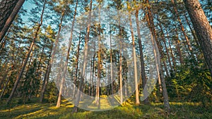 Belarus, Europe. Time lapse Autumn Forest At Sunset. Timelapse. Beautiful Sun Sunshine In Sunny Autumn Coniferous Woods