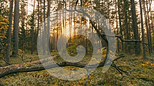 Belarus, Europe. Time Lapse. Beautiful Sunset Sun Sunshine In Sunny Autumn Forest. Sunlight Sunrays Shine Through Woods
