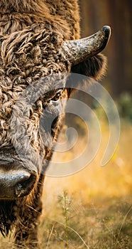 Belarus. European Bison Or Bison Bonasus, Also Known As Wisent Or European Wood Bison In Autumn Forest. Berezinsky