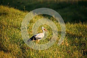 Belarus. European White Stork Standing In Green Summer Grass. Wi