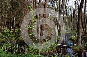 Belarus. Marshland in Belovezhskaya Pushcha. May 23, 2017