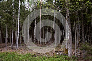 Belarus. Trees in the territory of Belovezhskaya Pushcha. May 23, 2017