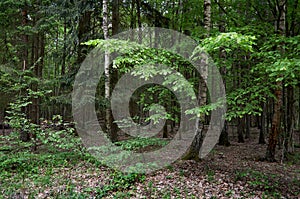 Belarus. Trees in the territory of Belovezhskaya Pushcha. May 23, 2017