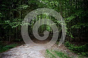 Belarus. Trees in the territory of Belovezhskaya Pushcha. May 23, 2017