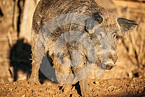 Belarus. Wild Boar Or Sus Scrofa, Also Known As The Wild Swine, Eurasian Wild Pig Walking In Autumn Mood. Wild Boar