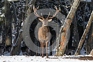 Belarus. Winter Wildlife Landscape With Noble Deer Cervus elaphus. Deer With Large Branched Horns On The Background Of Snow-Cove