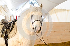 Belarusian draft gelding horse