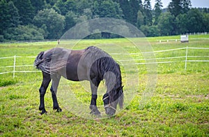 Belarusian draft horse in pasture