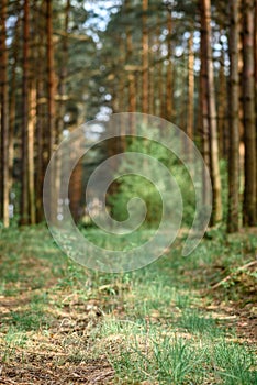 Belarusian forest landscape in spring. Republic of Belarus