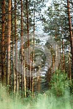 Belarusian forest landscape in spring. Republic of Belarus