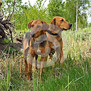 Belarusian Gonchak hound photo