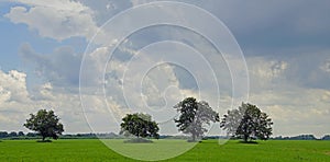 The Belarusian landscape. Polissya. Oaks in a meadow in the floodplain of the Pripyat River