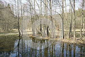 Belarusian landscape. A solid spring day in April. Forest river Vyacha. Reflection in water.