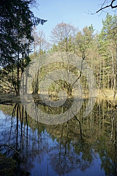 Belarusian landscape. A solid spring day in April. Forest river Vyacha. Reflection in water.