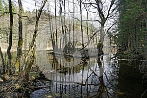 Belarusian landscape. A solid spring day in April. Forest river Vyacha. Reflection in water.