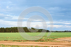 Belarusian landscape. Spring field and forest on sky background