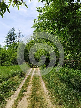 Belarusian nature in the forest summer