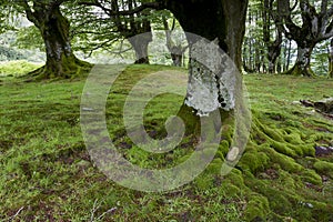 Belaustegi forest, Gorbeia natural park, Bizkaia