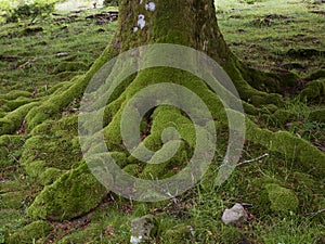 Belaustegi forest, Gorbeia natural park, Bizkaia