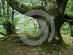 Belaustegi forest, Gorbeia natural park, Bizkaia