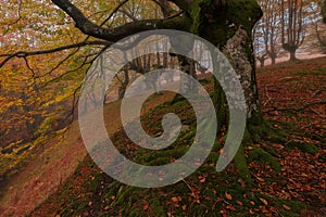 Belaustegi forest i gorbea Natural park, Orozko photo