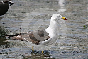 Adult Belcher`s gull on the beach photo