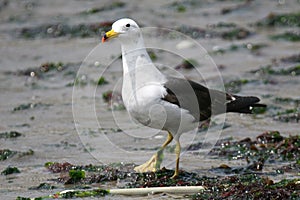 Adult Belcher`s gull on the beach photo