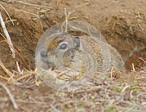 Belding's Ground Squirrel