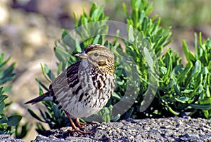 Belding`s Savanna Sparrow  49889