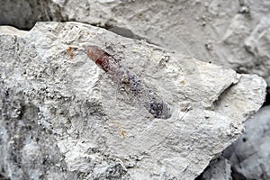Belemnite fossil in chalk rock quarry.