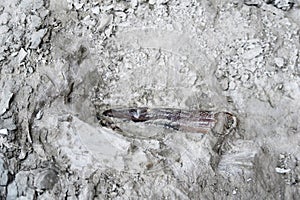 Belemnite fossil in chalk rock quarry.