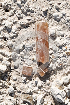Belemnite.