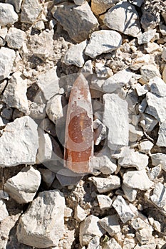 Belemnite.
