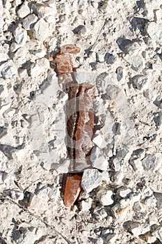 Belemnite.