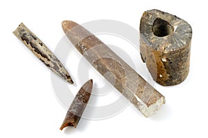 Belemnite fossil