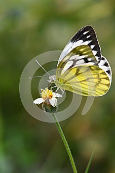 Cepora nerissa, the common gull butterfly collecting nector from the flowers of tridex. photo