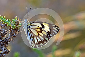 Belenois aurota , The pioneer white butterfly