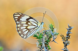 Belenois aurota , The pioneer white butterfly