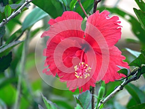 The beauty usefulness of hibiscus photo