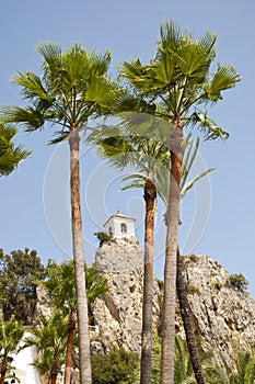 Belfry behind Palm Trees