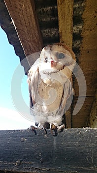 Belfry owl photo