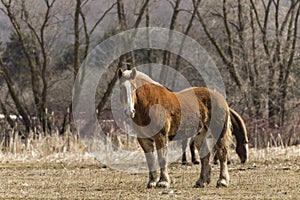 Belgian beautiful heavy draft horse in the corral