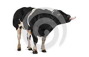 Belgian blue bull (16 months old),