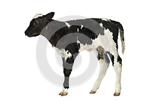 Belgian blue calf